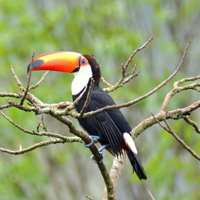 Toco Toucan (2)